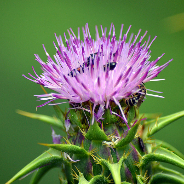 Fotografische Darstellung der Pflanze Mariendistel