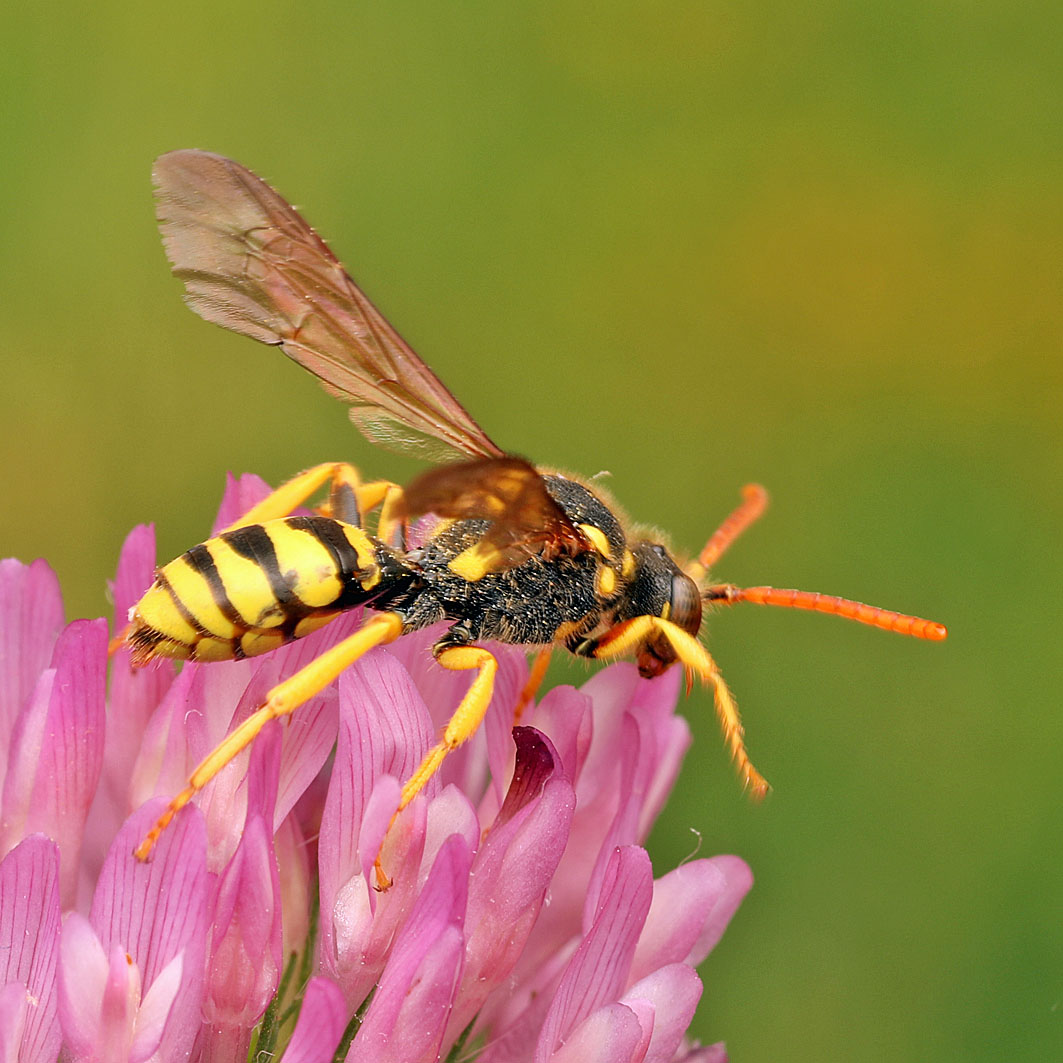 Fotografische Darstellung der Wildbiene Gegürtete Wespenbiene