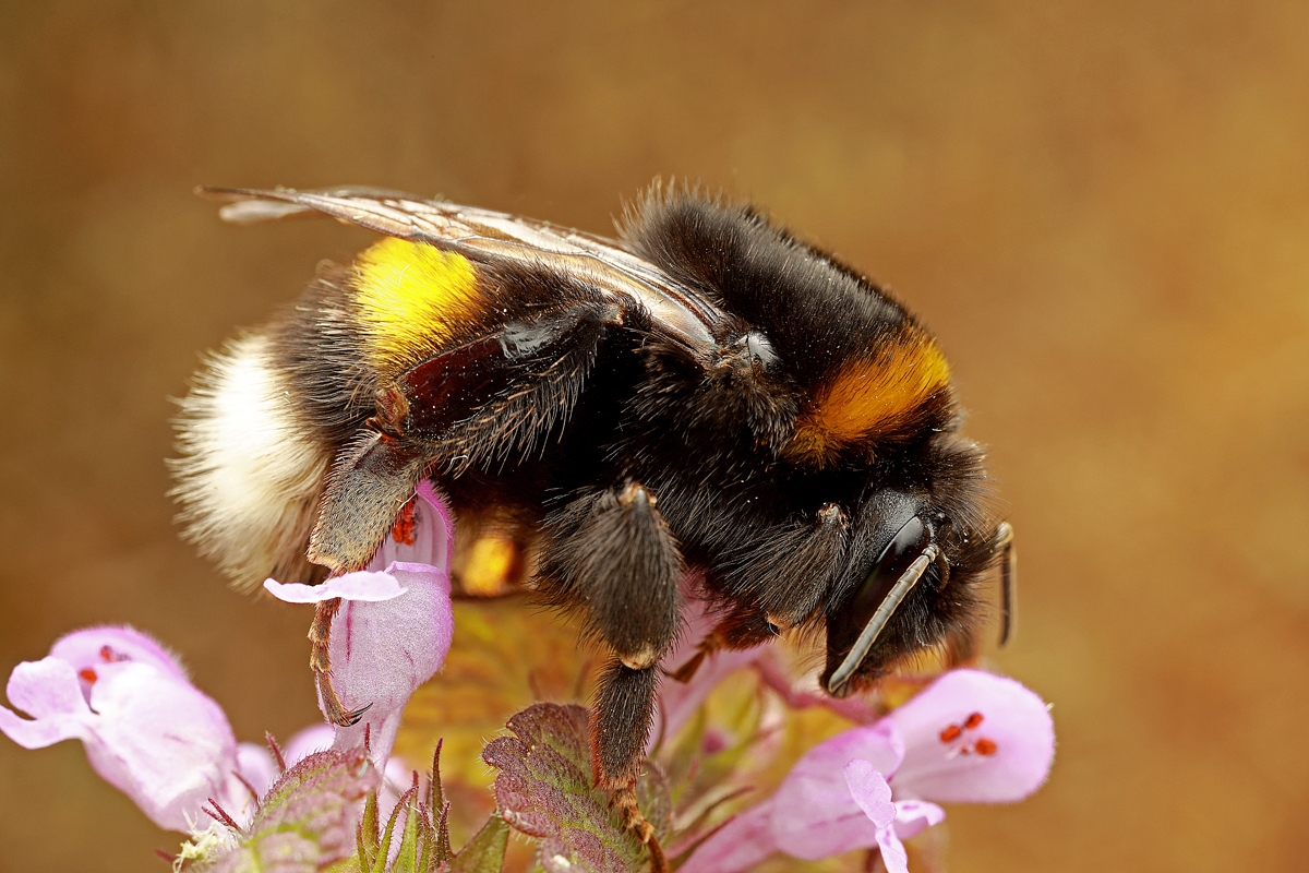 Fotografische Darstellung der Wildbiene Dunkle Erdhummel