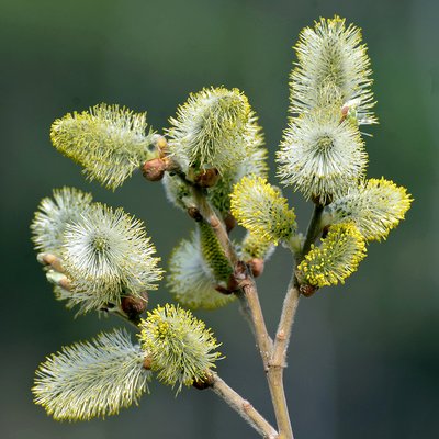 Fotografische Darstellung der Pflanze Sal-Weide