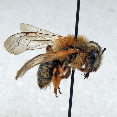 Fotografische Darstellung der Wildbiene Fahlrote Sandbiene