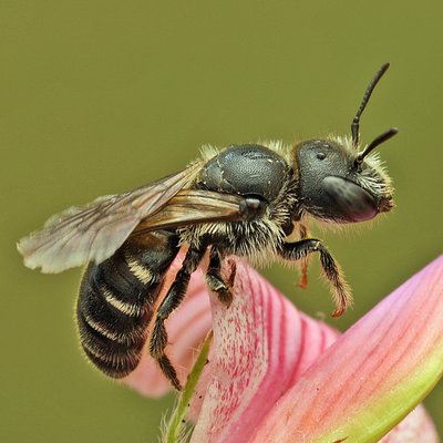 Fotografische Darstellung der Wildbiene Gelbspornige Stängelbiene
