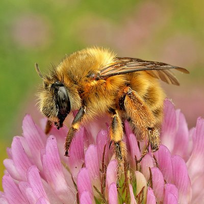 Fotografische Darstellung der Wildbiene Frühlings-Pelzbiene